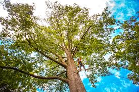 How Our Tree Care Process Works  in  Chaparral, NM