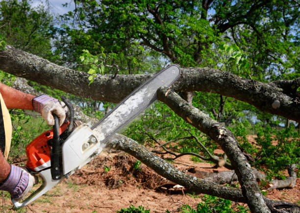 Leaf Removal Services in Chaparral, NM